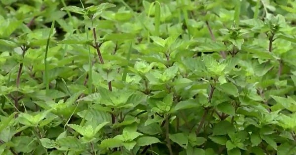 Cao Bằng: Trồng thạch đen để giảm nghèo