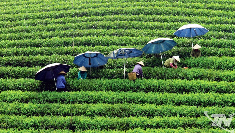 Màu xanh quê hương. Ảnh: Đỗ Anh Tuấn.