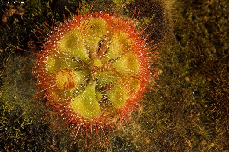 5. Kích thước nhỏ, hình dáng bắt mắt. Cây thường chỉ cao 2–5 cm, có hình dáng hoa thị (rosette) với màu đỏ hồng đặc trưng, giúp phản chiếu ánh sáng và thu hút côn trùng. Ảnh: sarracenia.com.