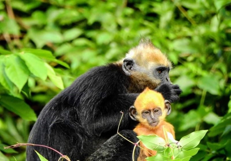 cat-ba-national-park-languishes.jpg