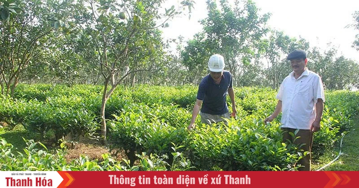 Những điển hình phục hóa vùng đồi