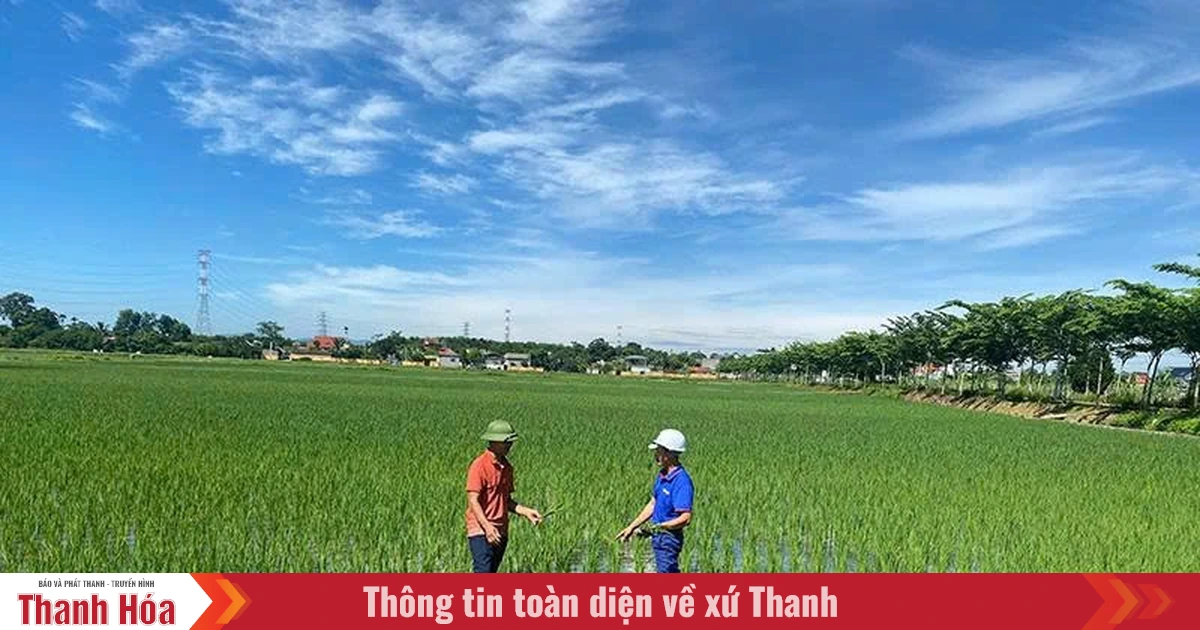 Nhiều khó khăn trong quản lý mã số vùng trồng