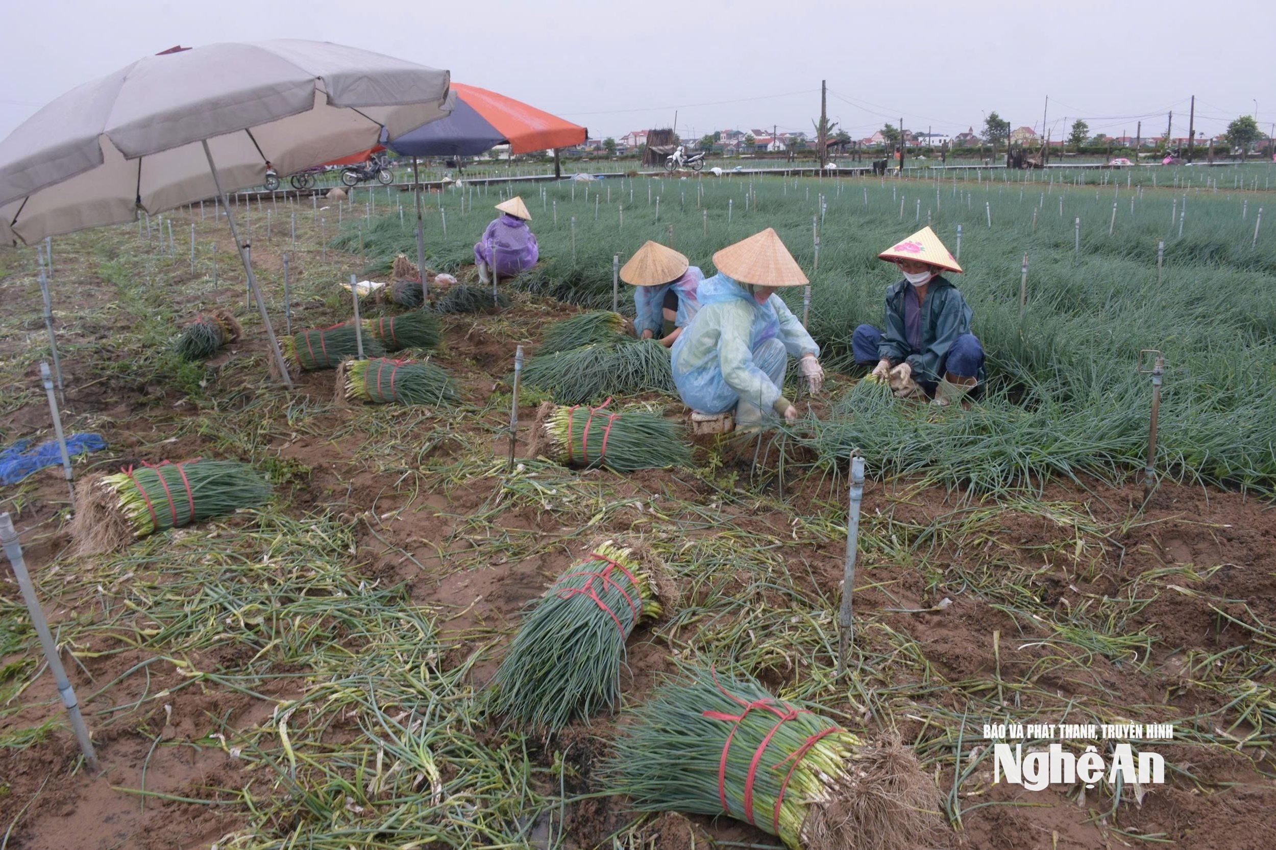 Mặc dù có mưa nhưng bà con vẫn tranh thủ ra đồng thu hoạch hành bị ngã đổ. Ảnh: T.P