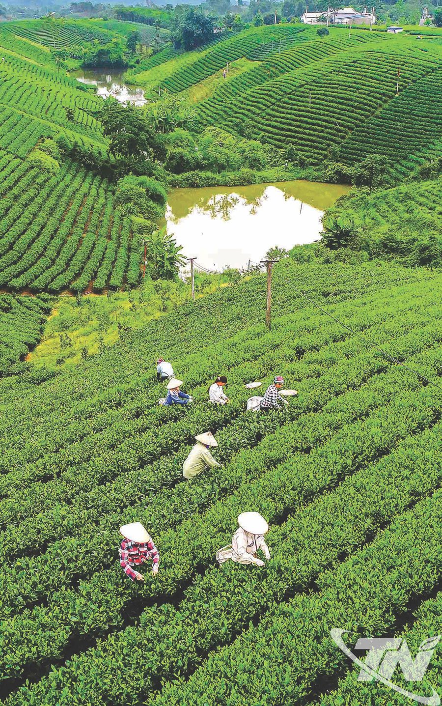 Vùng chè VietGAP. Ảnh: Việt Hùng.