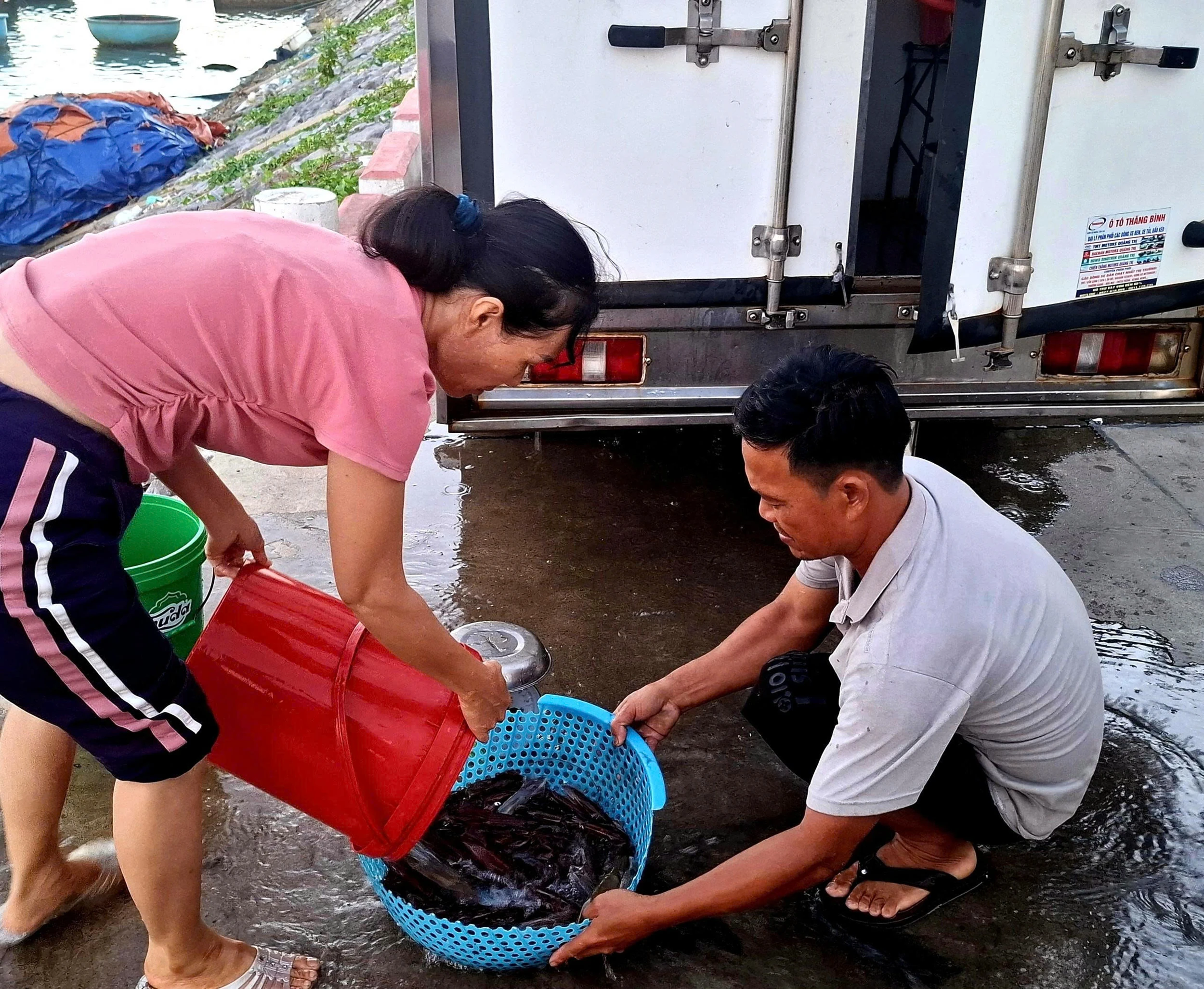 Ra biển câu mực nhảy, mực nháy