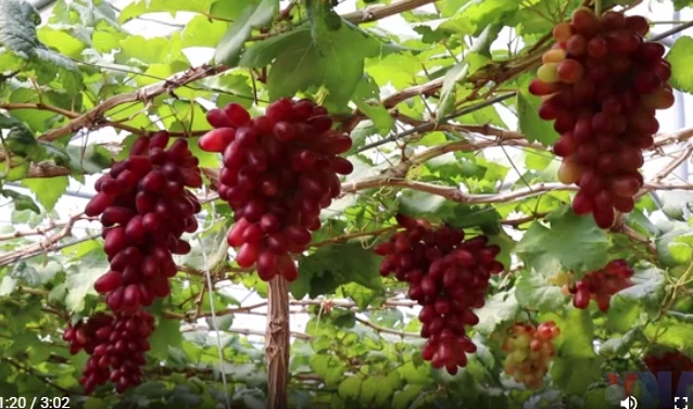 Khanh Hoa៖ រីករាយជាមួយចម្ការទំពាំងបាយជូរដ៏ស្រស់ស្អាតដែលពោរពេញទៅដោយផ្លែឈើដូចជាកសិដ្ឋាននៅអឺរ៉ុប