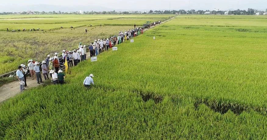 “Gạo Phú Thiện” khẳng định thương hiệu từ mô hình hợp tác xã kiểu mới