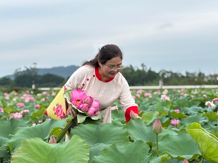 Người biến đất hoang thành đầm sen, thu tiền triệu mỗi ngày- Ảnh 1.