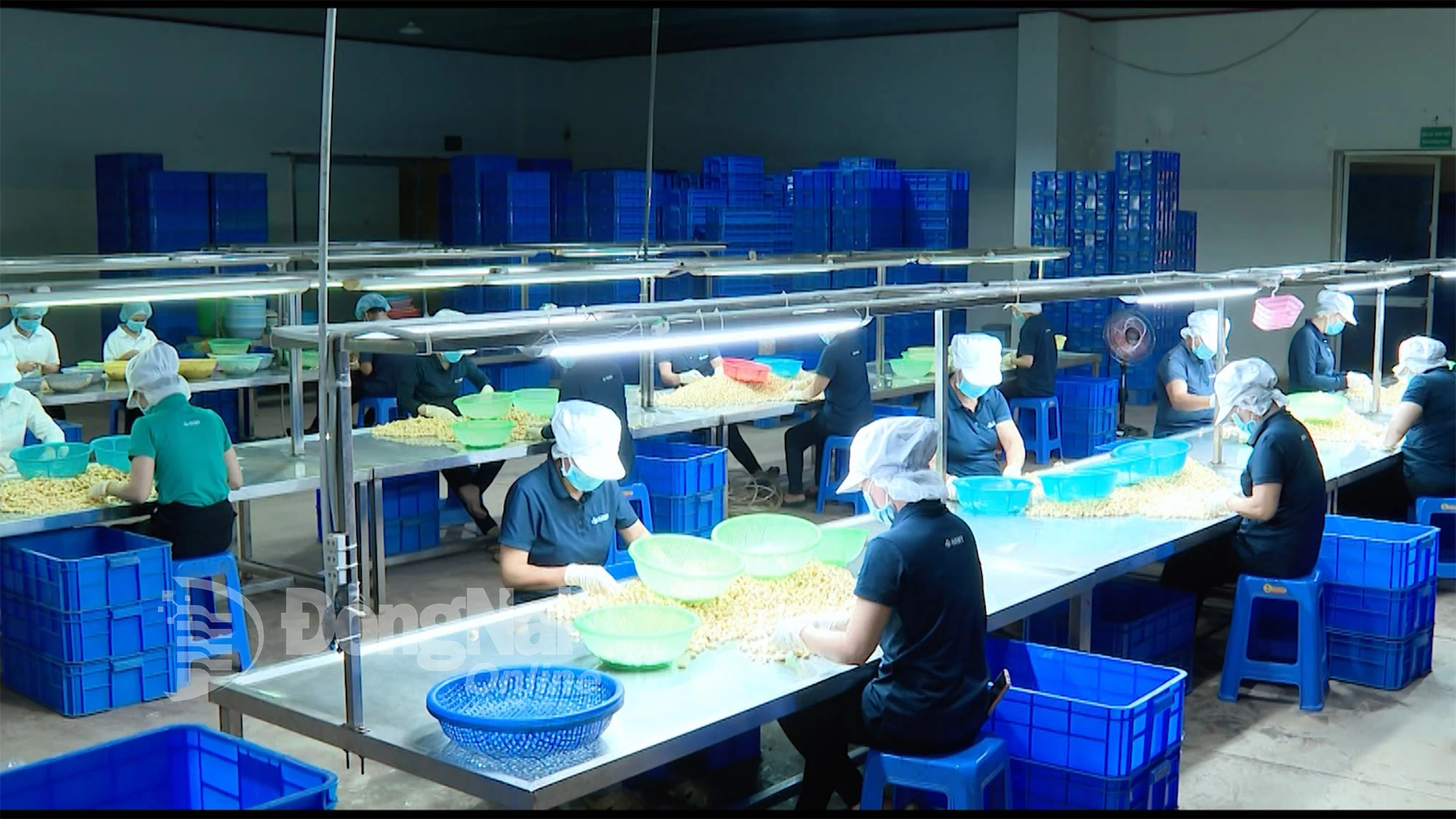  Đồng Nai là “thủ phủ” chế biến điều của cả nước. Ảnh minh họa: HIỀN LƯƠNG