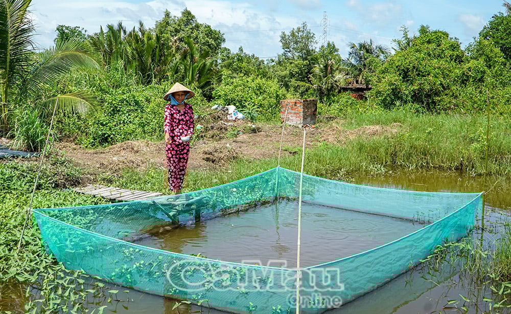 គំរូ​ចិញ្ចឹម​ត្រី​ទឹកសាប​របស់​គ្រួសារ​លោកស្រី ង៉ោ គឹម​កុក ភូមិ Tan Dien B ឃុំ Ta An Khuong។