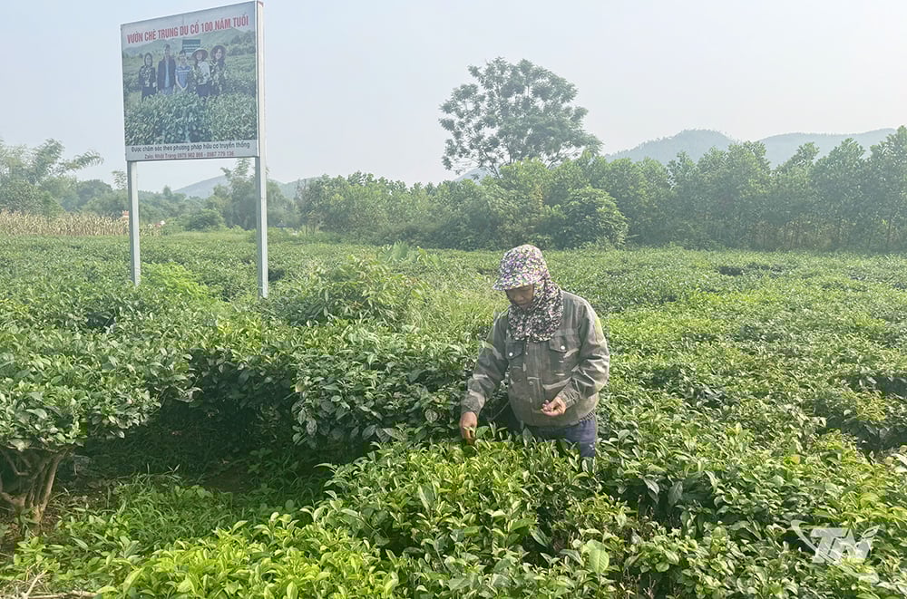 Vườn chè cổ của gia đình anh Phạm Văn Nhật, xóm Lam Sơn, xã Tân Cương có tuổi đời khoảng 100 năm.
