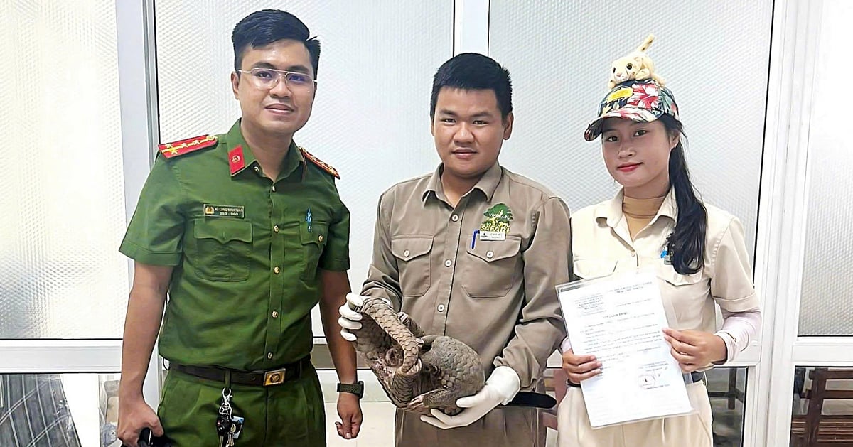Đầu bếp nhà hàng ở Đà Nẵng mua tê tê quý hiếm, bị tạm giữ cùng 2 người bán