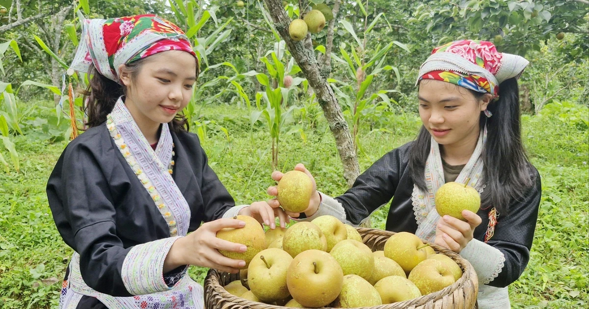 កសិករ Muong Hum រកបាន 1.8 ពាន់លានដុងពីផ្លែ pear Tai Nung