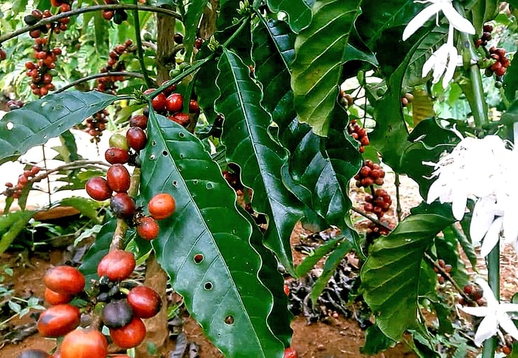 Giá cà phê đã tăng trở lại sau nhiều phiên giảm - Ảnh 1.