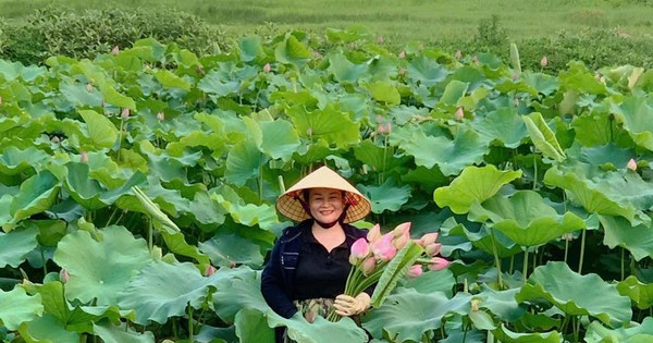 Biến đất hoang thành đầm sen, thu tiền triệu mỗi ngày