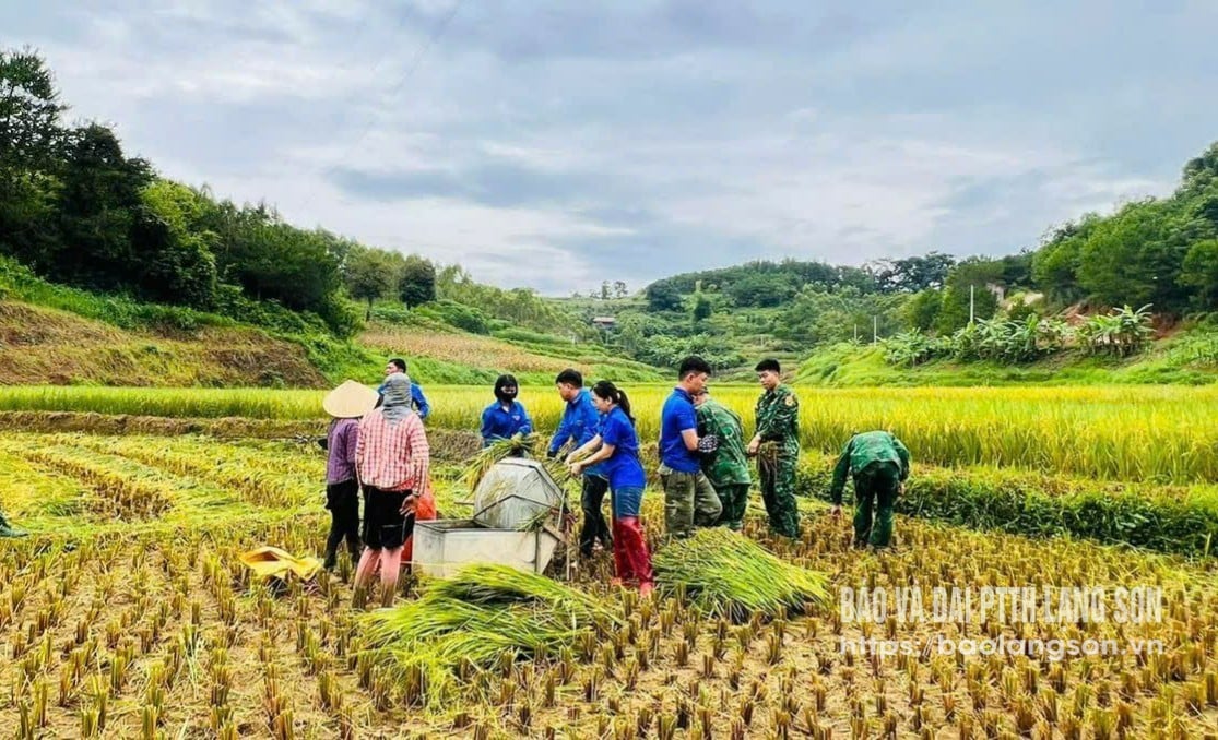 Thanh niên xã Cao Lộc tham gia giúp đỡ gia đình chính sách thu hoạch lúa