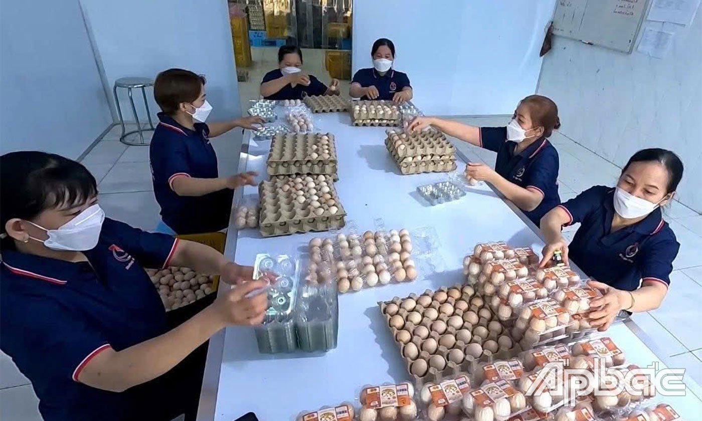 Hiện công ty Hoàng Hoa Huy đang liên kết bao tiêu sản phẩm cho 50 trang trại trên địa bàn tỉnh.