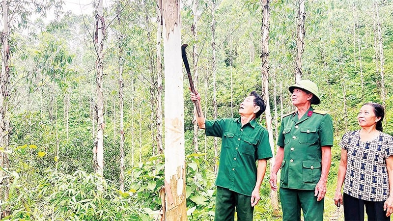 War invalid Luong Khuyen Giang (far left) checks the eucalyptus hill.