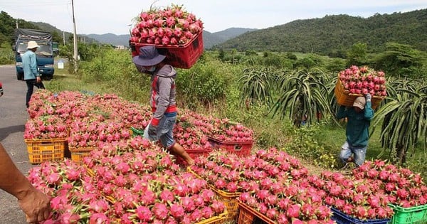 Gỡ vướng cho thanh long, hồ tiêu xuất khẩu