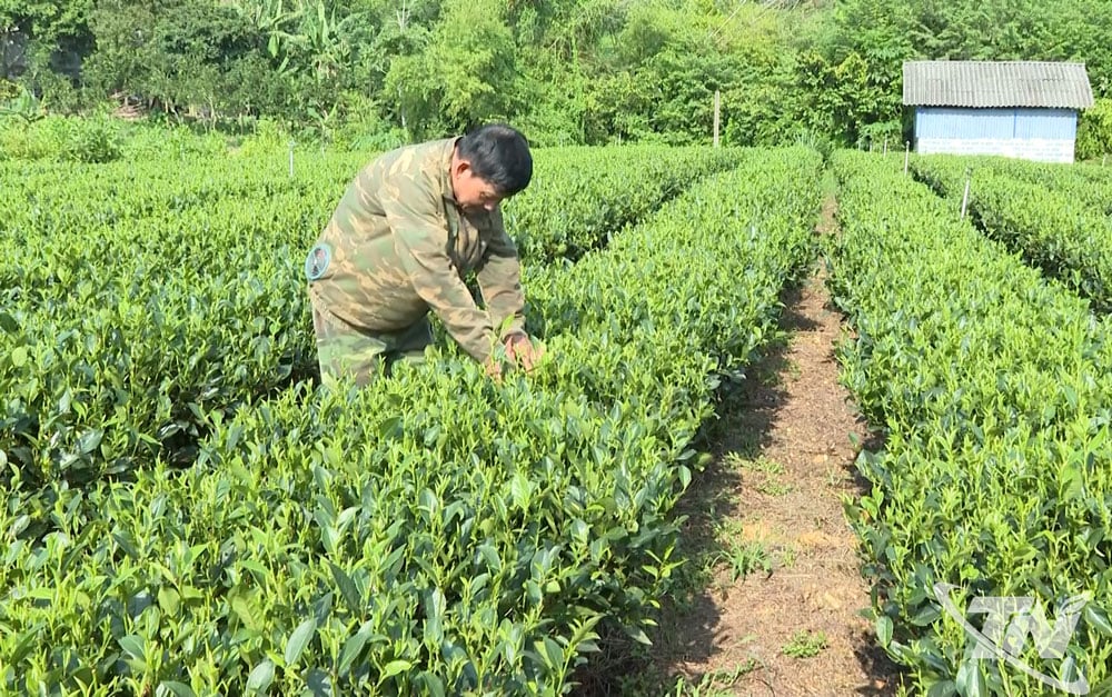 ប្រជាជនឃុំ Dai Phuc ផ្តោតលើការអភិវឌ្ឍន៍តំបន់ដាំតែសរីរាង្គ។