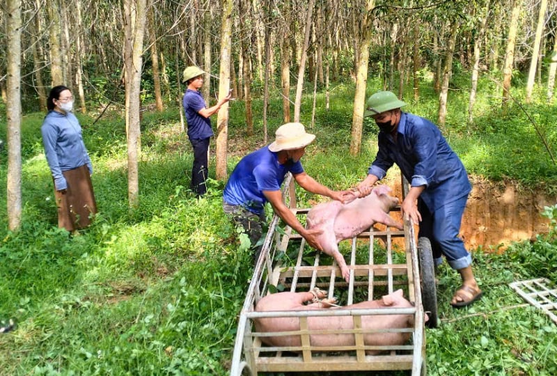 Dịch tả heo châu Phi dần được khống chế khi cả hệ thống chính trị vào cuộc -0
