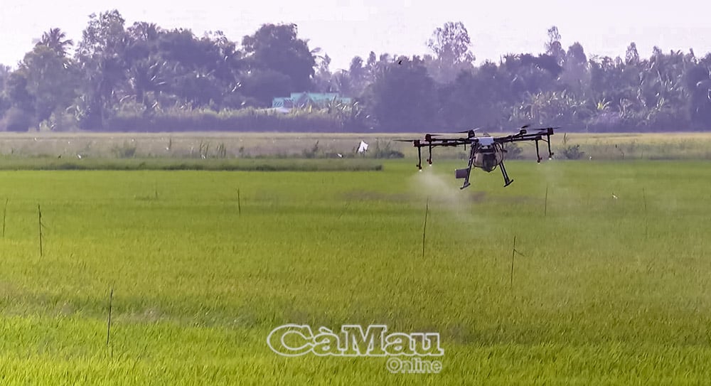 Máy bay không người lái được người dân xã Vĩnh Thanh  sử dụng để phun thuốc bảo vệ thực vật.