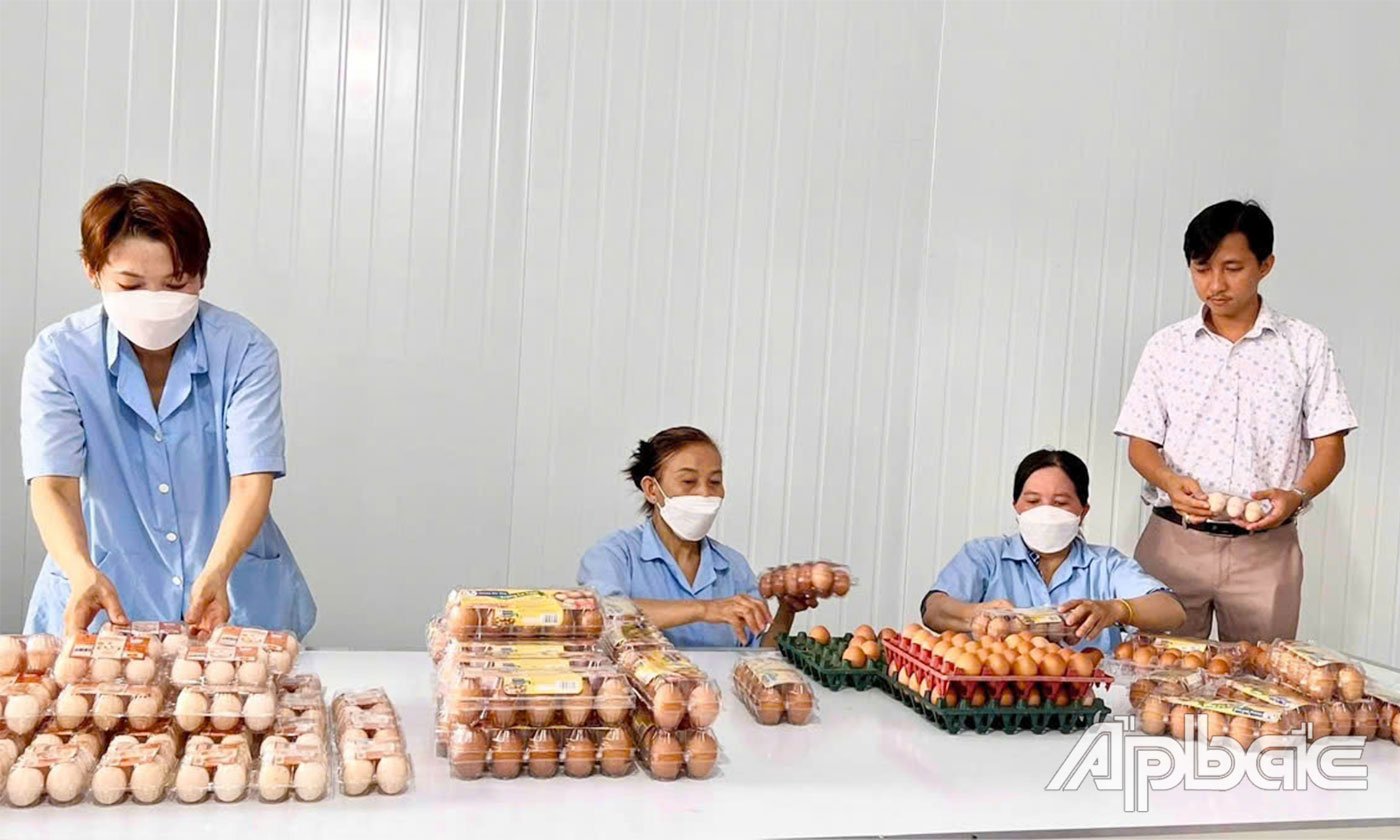 Anh VinaSEC (bìa phải) khởi nghiệp thành công nhờ mô hình chăn nuôi gà ác đẻ trứng theo chuỗi khép kín.