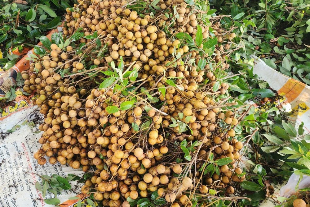 Năm nay mưa thuận, gió hoà nhãn ở xã Truông Mít cho trái tốt tươi