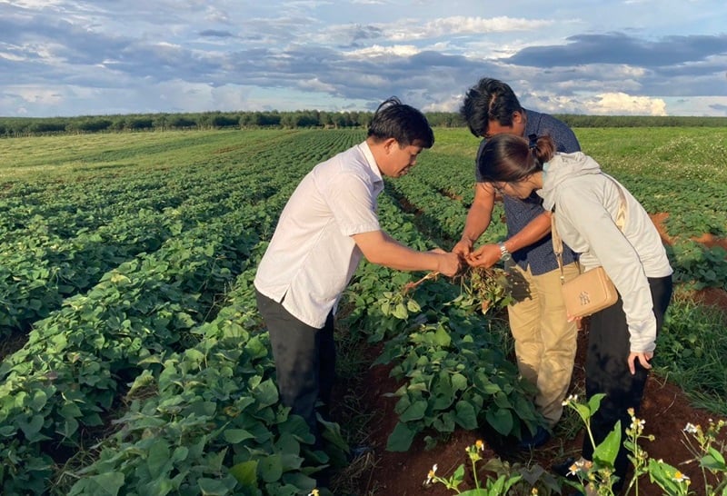 Zone de culture de patates douces du projet de parc agricole de haute technologie de Chu Se de la société Viet Phuc. Photo : Viet Phuc.