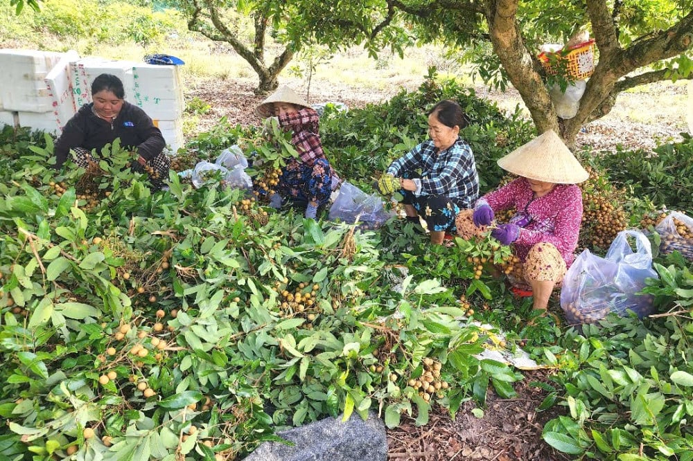 Nhãn rớt giá nhưng vẫn thuê nhân công thu hoạch trái