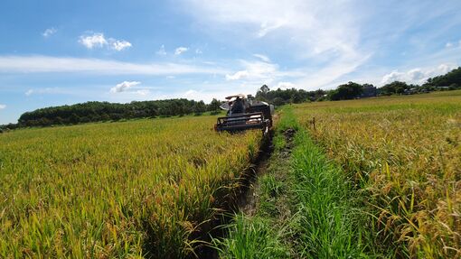 Summer-Autumn Crop 2025: Rice prices stable but profits decrease