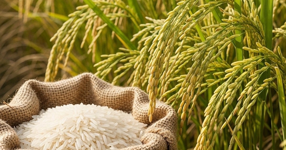 Giá lúa gạo hôm nay ngày 26/7: Gạo xuất khẩu giảm, trong nước ổn định
