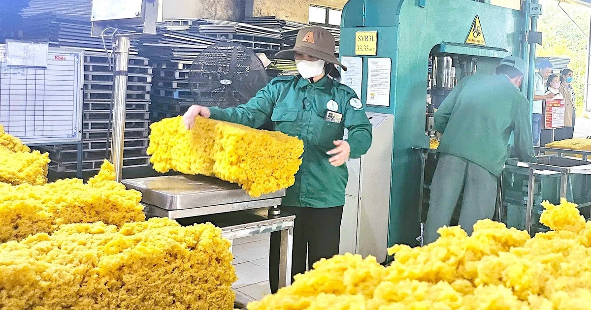 Ngày 26-7, giá cao su thế giới tăng vọt trên các sàn giao dịch