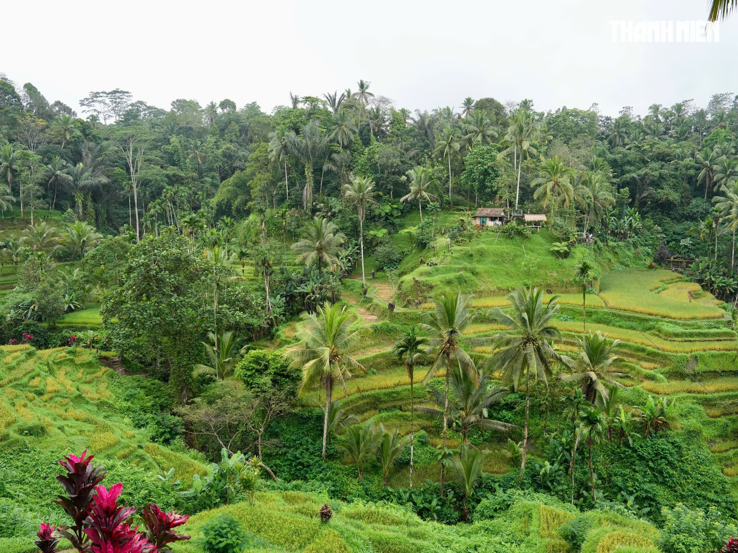 Giải mã bí ẩn trên ruộng bậc thang khiến du khách mê mẩn ở đảo Bali- Ảnh 5.