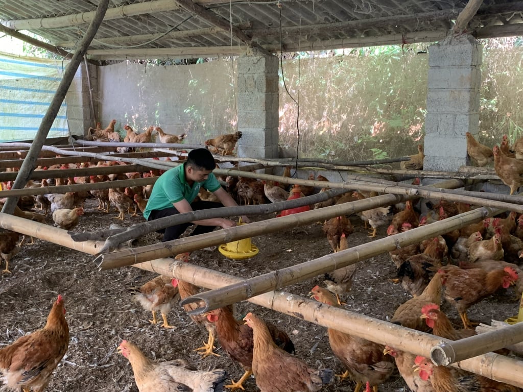 Mô hình chăn nuôi gà thương phẩm gắn với liên kết, tiêu thụ sản phẩm, quy mô 1.100 con, triển khai tại xã Hòa An 