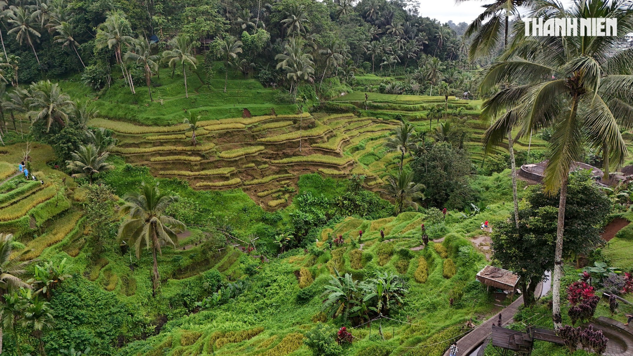 Giải mã bí ẩn trên ruộng bậc thang khiến du khách mê mẩn ở đảo Bali- Ảnh 1.