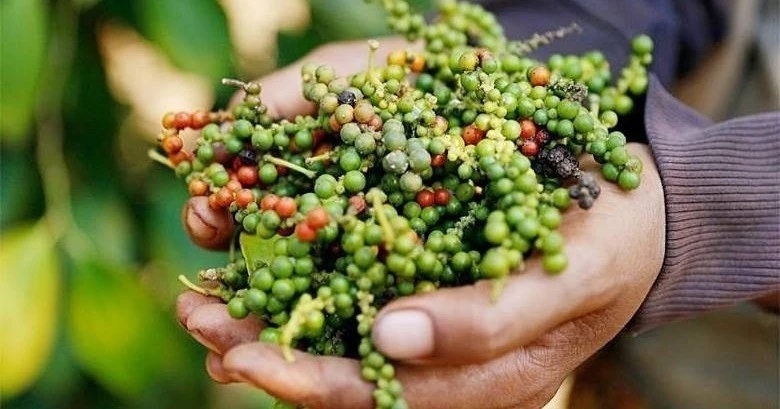 Hồ tiêu Gia Lai giảm 500 đồng/kg trong ngày 26-7, các địa phương khác ổn định giá