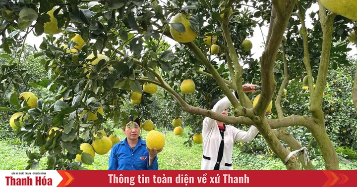Van Du develops fruit trees in the direction of high technology