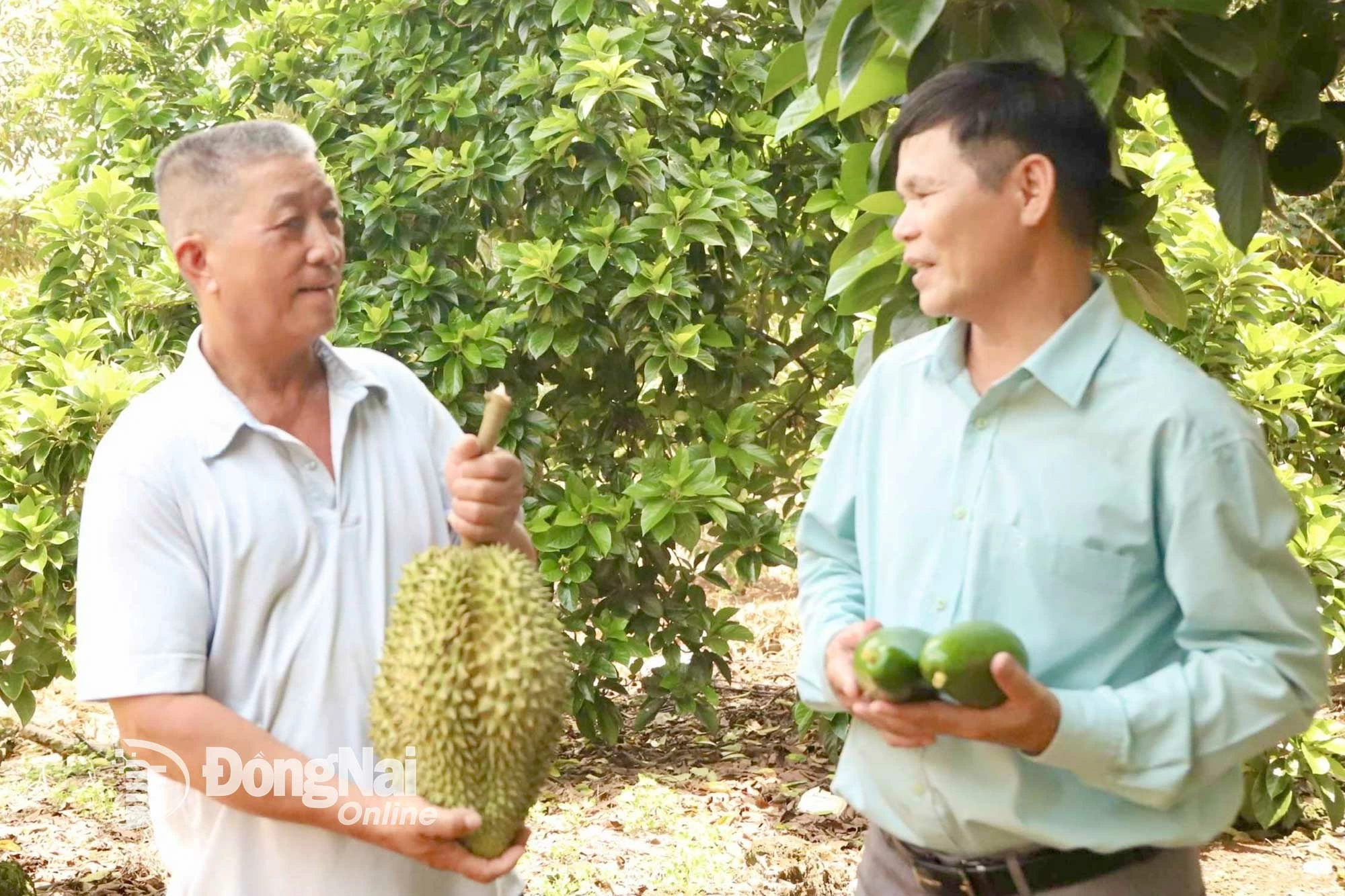 Ông Lý Nàm Sáng (trái), nông dân sản xuất, kinh doanh giỏi tại xã Phú Vinh, giới thiệu vườn trồng các loại cây ăn trái đặc sản của gia đình.