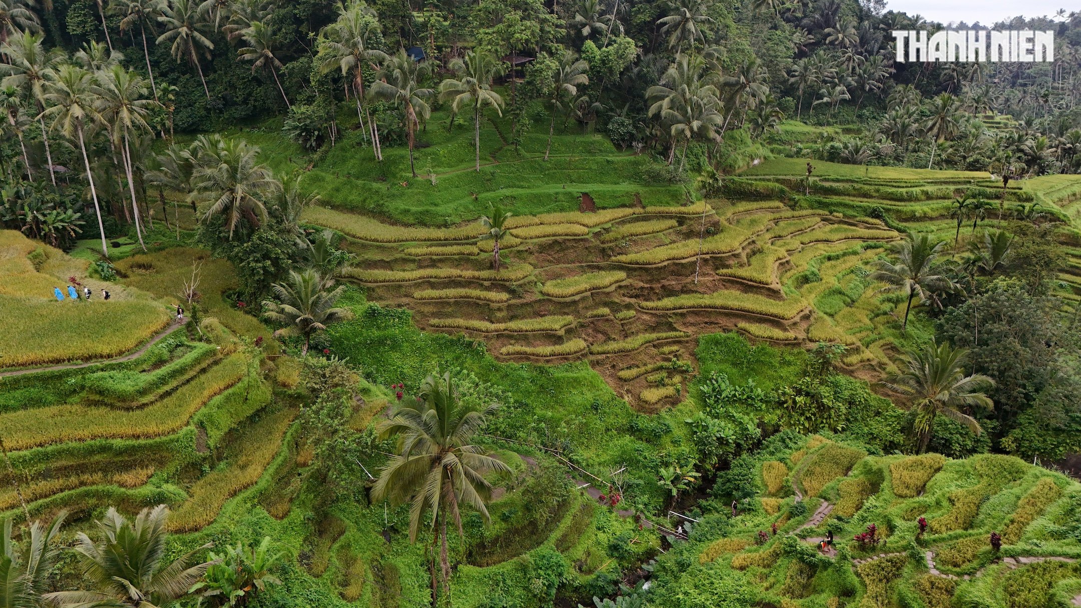 Giải mã bí ẩn trên ruộng bậc thang khiến du khách mê mẩn ở đảo Bali- Ảnh 9.
