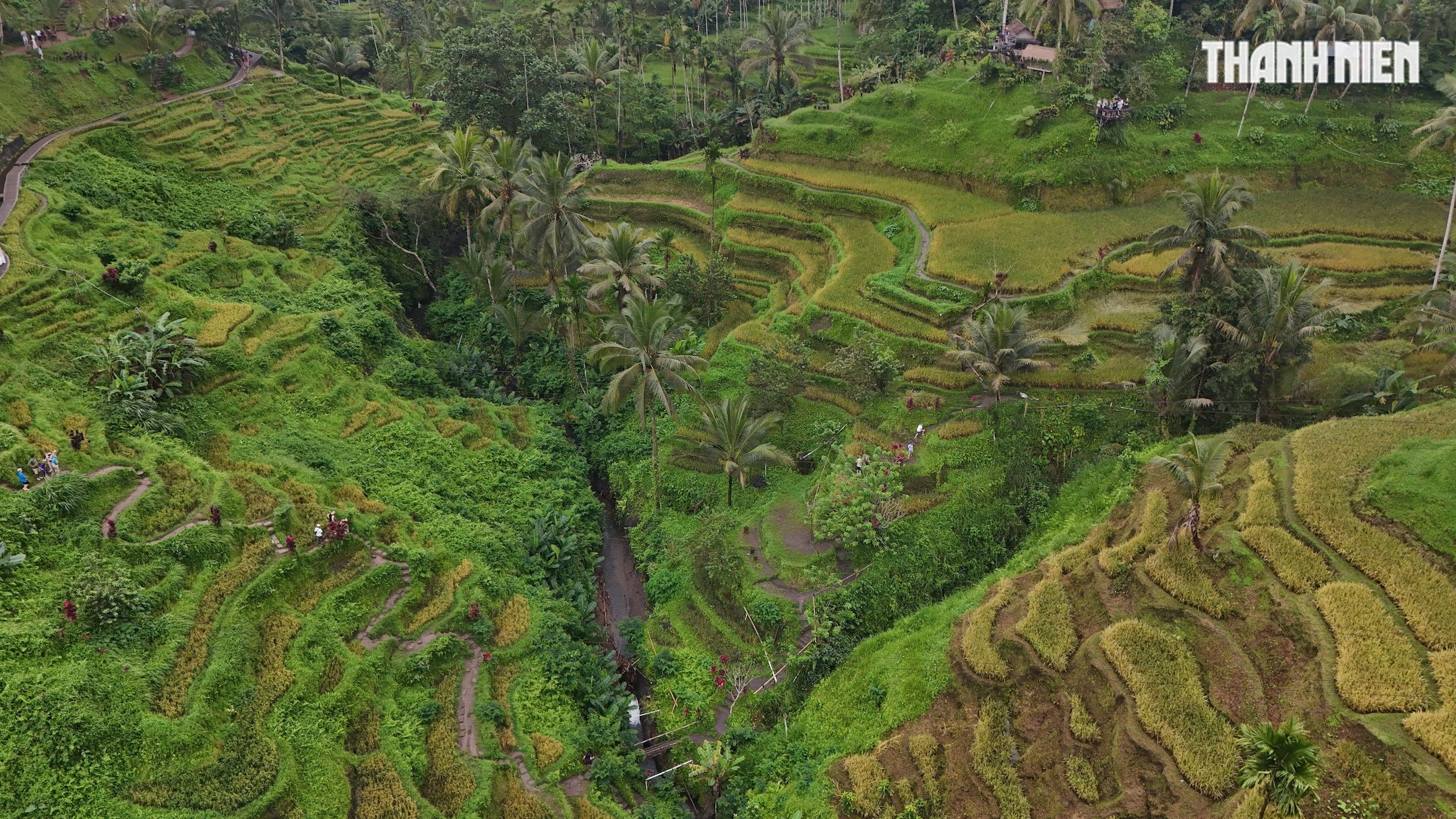 Giải mã bí ẩn trên ruộng bậc thang khiến du khách mê mẩn ở đảo Bali- Ảnh 3.