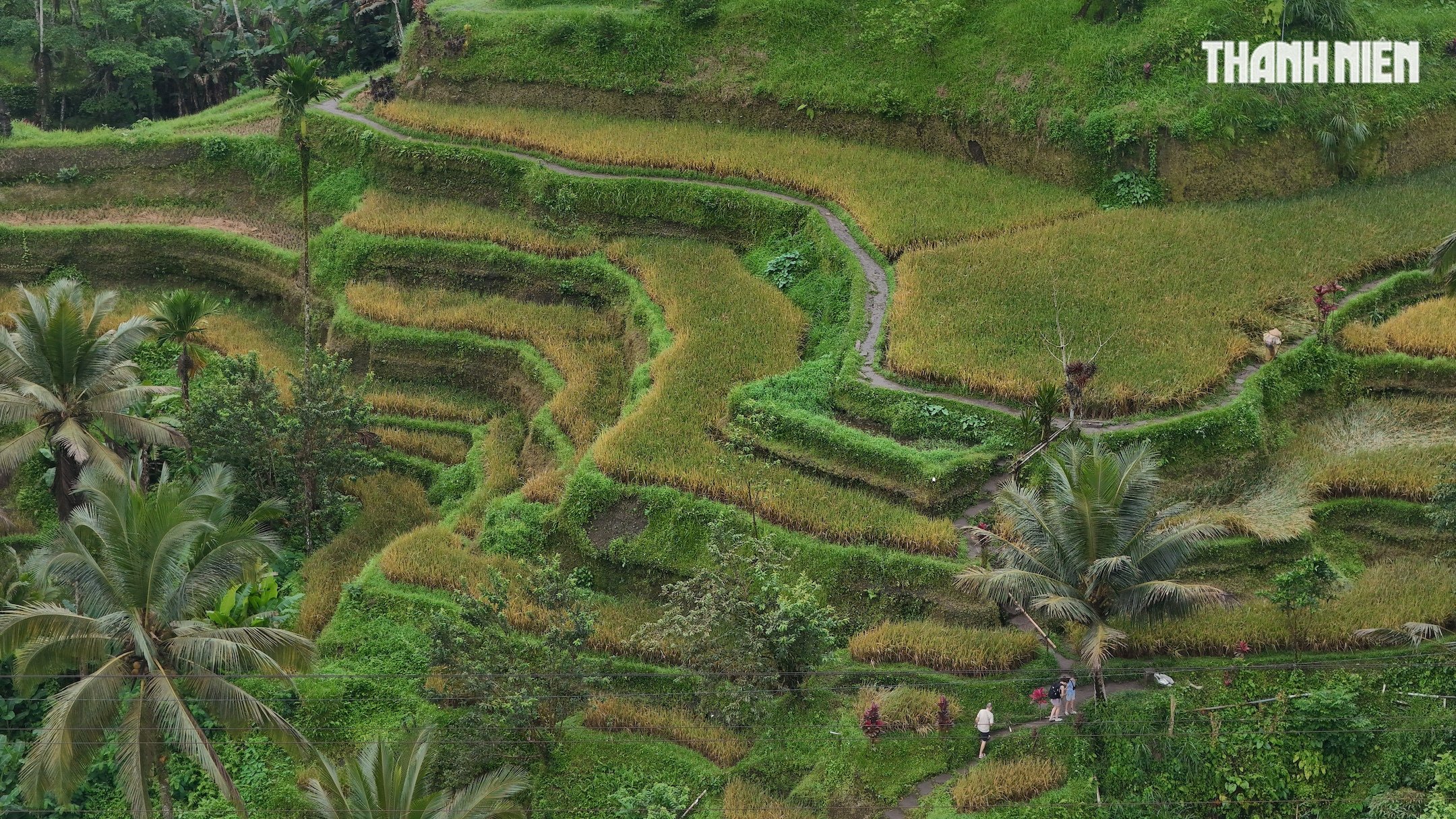 Giải mã bí ẩn trên ruộng bậc thang khiến du khách mê mẩn ở đảo Bali- Ảnh 4.