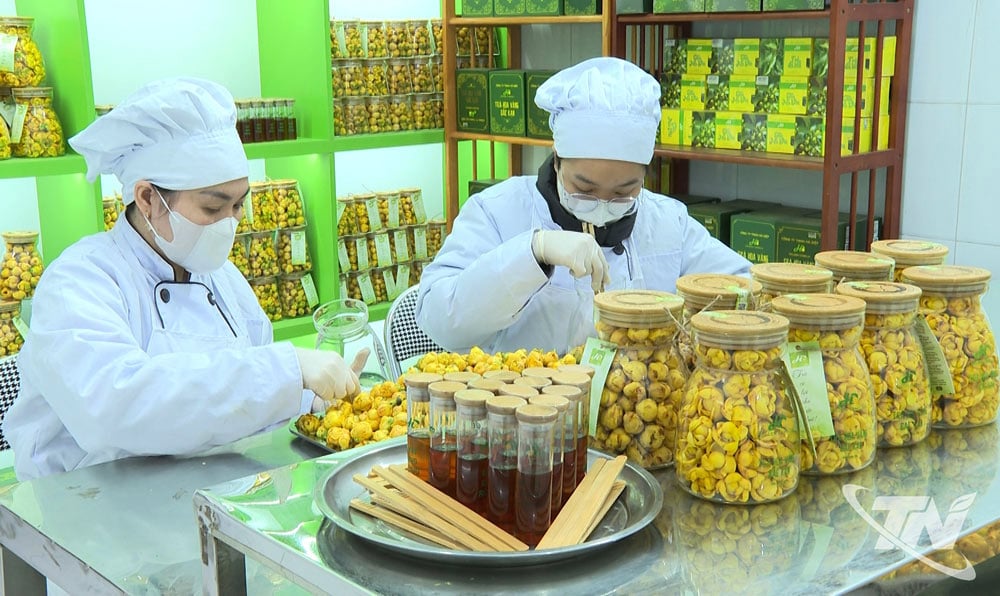 Công nhân Công ty TNHH Hà Diệp sơ chế chè hoa vàng tươi.