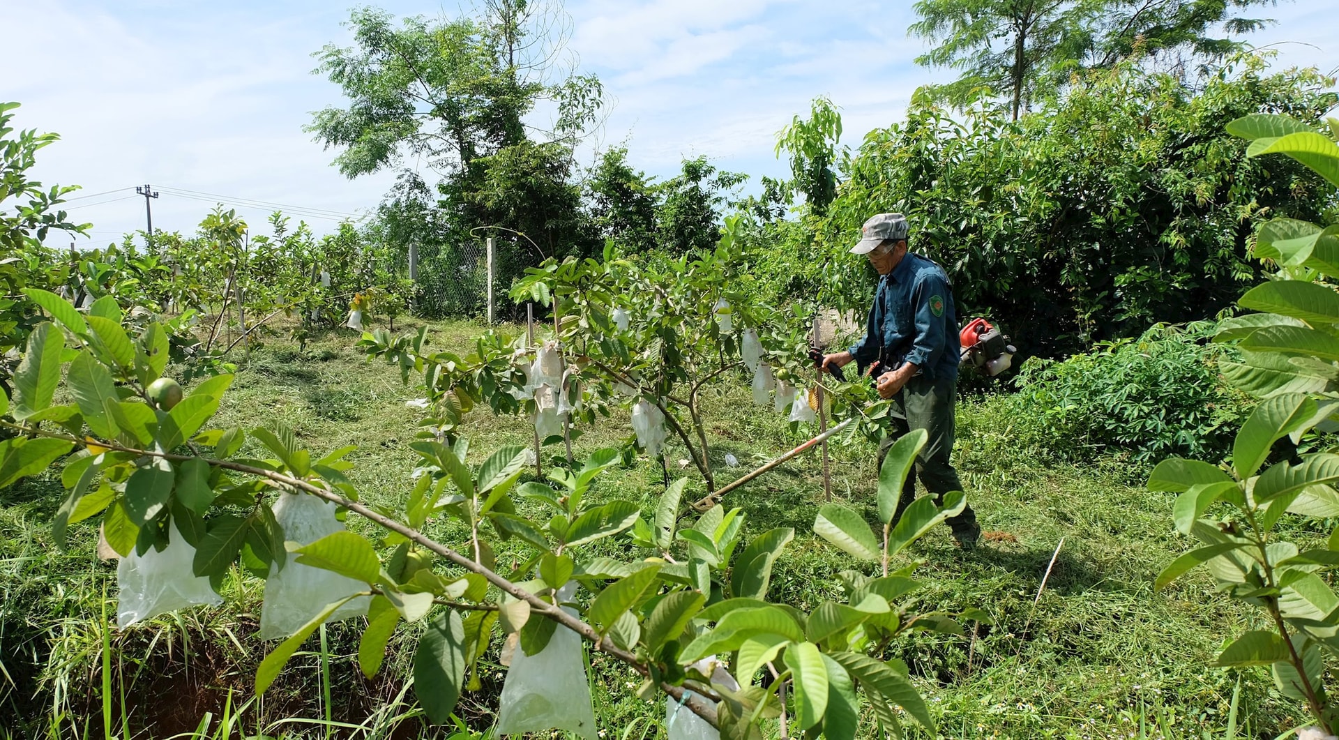 Гуавовый сад Рина обеспечивает работой местных жителей. Фото: МИ ЛИНЬ