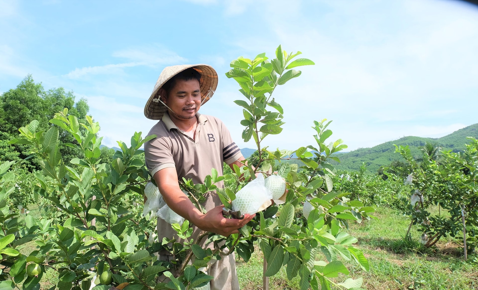 Г-н Чыонг Ван А Рин ухаживает за своим гуавовым садом площадью более 3,2 гектара. Фото: МИ ЛИНЬ