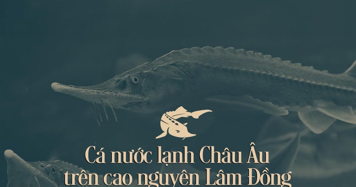 Cá nước lạnh Châu Âu trên cao nguyên Lâm Đồng