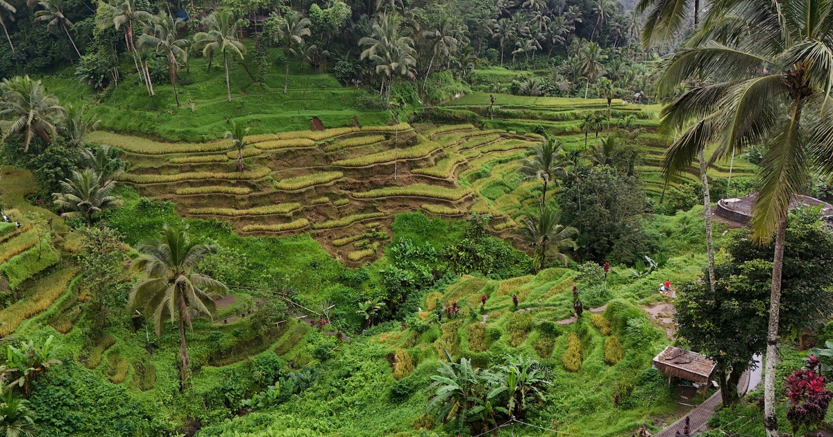 Giải mã bí ẩn trên ruộng bậc thang khiến du khách mê mẩn ở đảo Bali