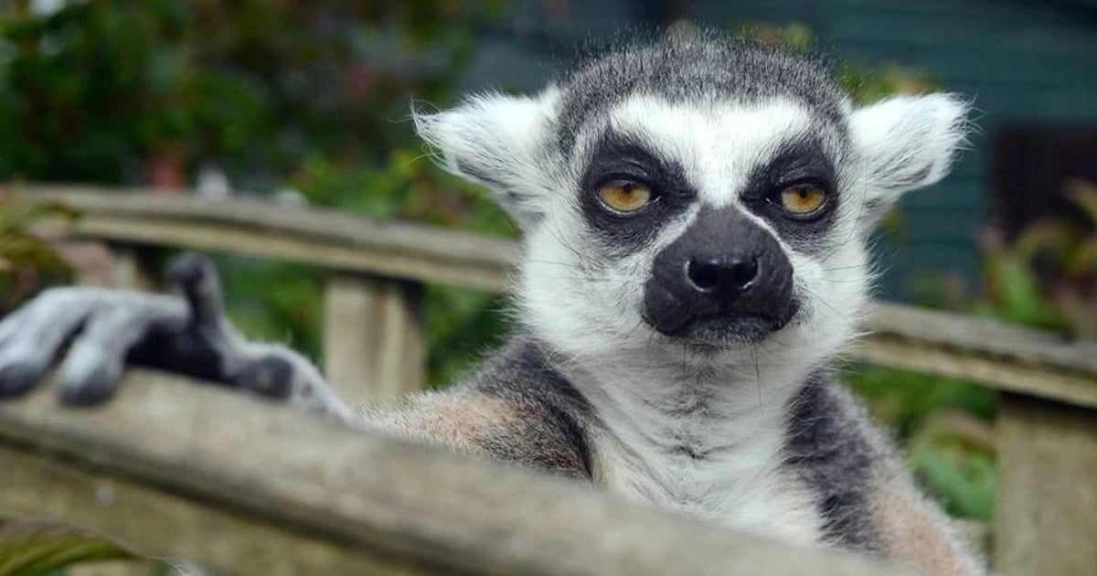 Lemurs និងអាថ៌កំបាំងនៃការប្រើប្រាស់ថ្នាំពុលដើម្បីបន្ធូរអារម្មណ៍