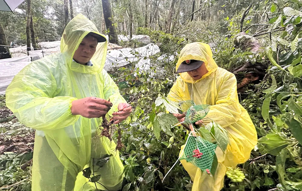 M. Nguyen Duc Tuy (à gauche), secrétaire adjoint du Comité provincial du Parti de Quang Ngai, inspecte le ginseng endommagé par la tempête dans la zone forestière ancienne de la commune de Mang Ri. Photo : PXQ