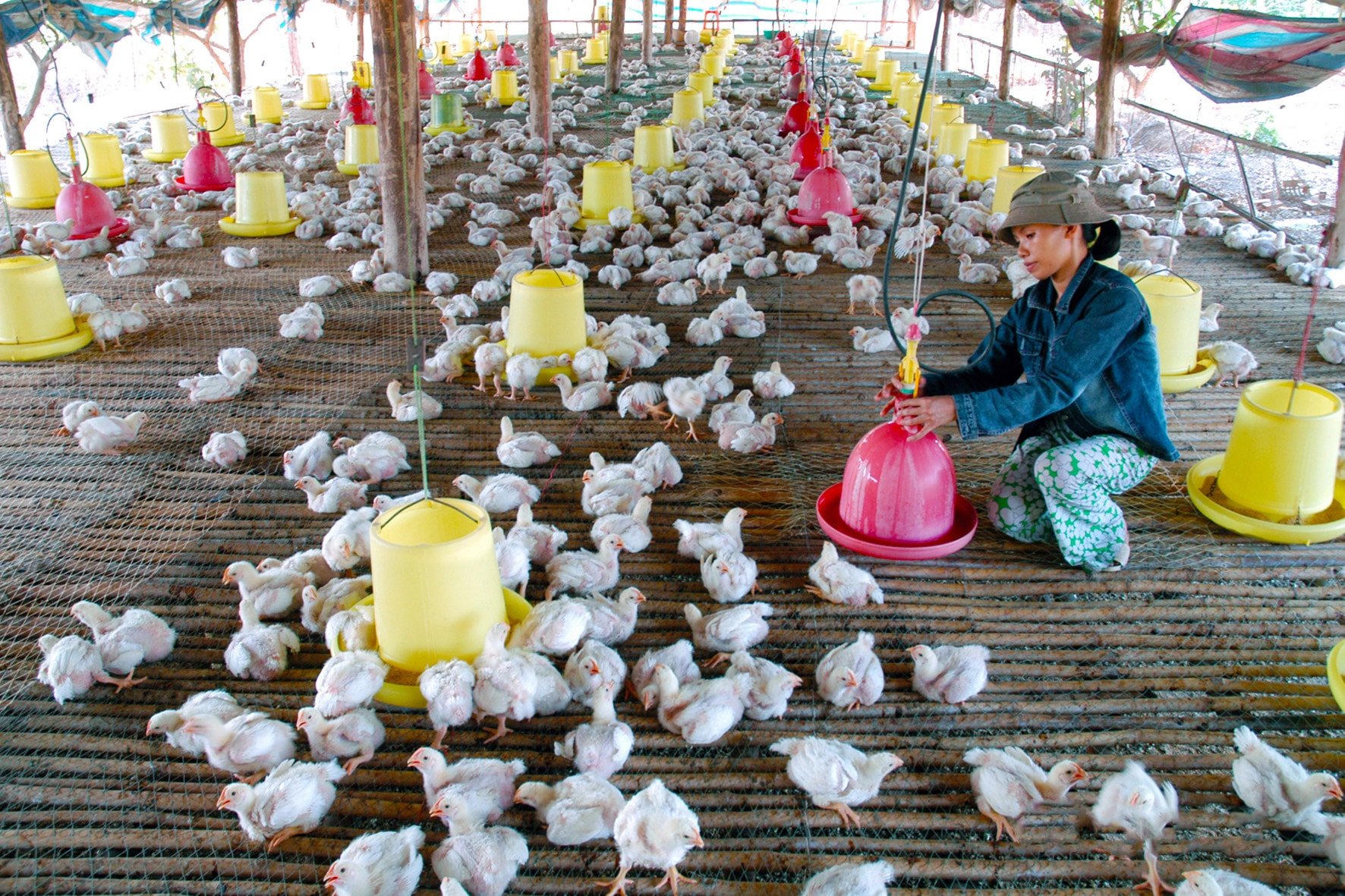 គំរូចិញ្ចឹមមាន់បែបឧស្សាហកម្មនៅ Ham Tan (Lam Dong) រូបភាព៖ Ngoc Lan